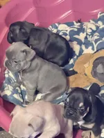 Rocky, a male French Bulldog for sale in Fairmount, GA – 4 of 10