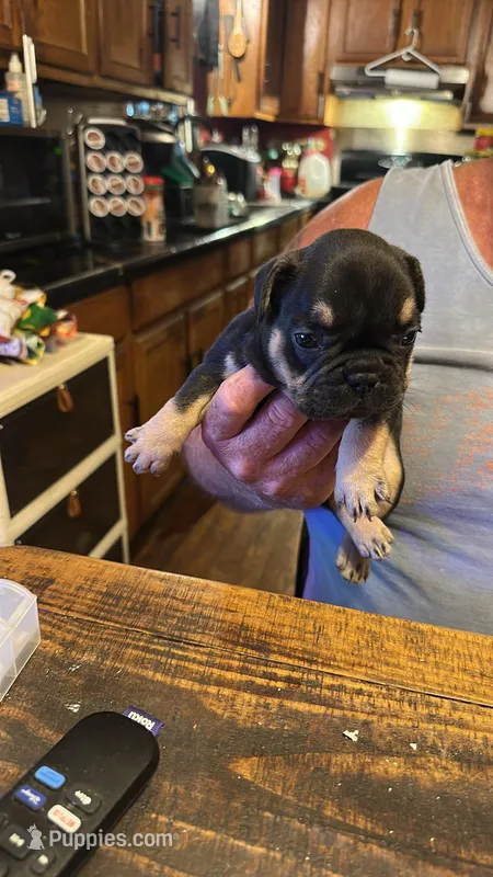 Rocky – French Bulldog puppy for sale in Fairmount, GA