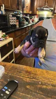 Rocky, a male French Bulldog for sale in Fairmount, GA – 1 of 10
