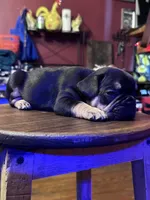 Rocky, a male French Bulldog for sale in Fairmount, GA – 9 of 10