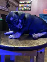 Rocky, a male French Bulldog for sale in Fairmount, GA – 6 of 10