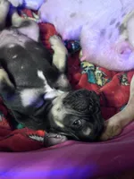 Rocky, a male French Bulldog for sale in Fairmount, GA – 10 of 10