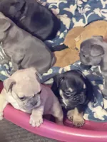 Rocky, a male French Bulldog for sale in Fairmount, GA – 2 of 10