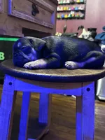Rocky, a male French Bulldog for sale in Fairmount, GA – 5 of 10