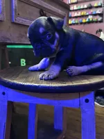 Rocky, a male French Bulldog for sale in Fairmount, GA – 7 of 10