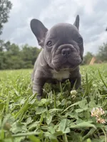 Tricksey, a female French Bulldog for sale in Fairmount, GA – 2 of 2