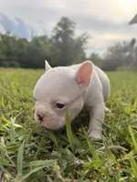 Besty, a female French Bulldog for sale in Fairmount, GA – 7 of 9
