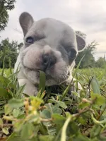 Besty, a female French Bulldog for sale in Fairmount, GA – 5 of 9
