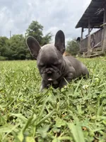 Pebbles, a female French Bulldog for sale in Fairmount, GA – 3 of 3