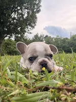 Besty, a female French Bulldog for sale in Fairmount, GA – 8 of 9