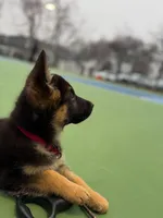 Max, a male German Shepherd Dog for sale in Kansas City, KS – Photo 1 of 8