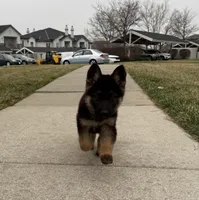Max, a male German Shepherd Dog for sale in Kansas City, KS – Photo 3 of 8