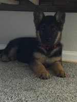 Max, a male German Shepherd Dog for sale in Kansas City, KS – Photo 4 of 8