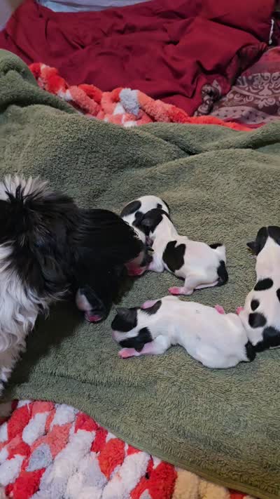 Puppy 3, a male Shih Tzu for sale in Shelton, WA – 4 of 4