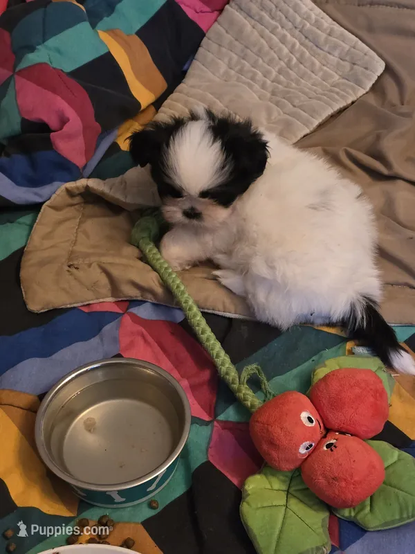 Puppy 3 – Shih Tzu puppy for sale in Shelton, WA