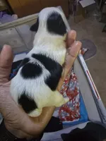 Puppy 2, a male Shih Tzu for sale in Shelton, WA – 3 of 5