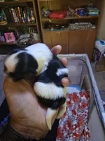 Puppy 1, a female Shih Tzu for sale in Shelton, WA – 2 of 6