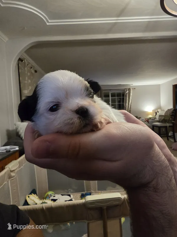 Puppy 2 – Shih Tzu puppy for sale in Shelton, WA