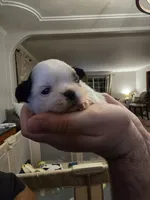 Puppy 2, a male Shih Tzu for sale in Shelton, WA – 1 of 5