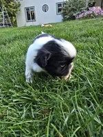 Puppy 1, a female Shih Tzu for sale in Shelton, WA – 5 of 8