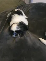 Puppy 1, a female Shih Tzu for sale in Shelton, WA – 2 of 8