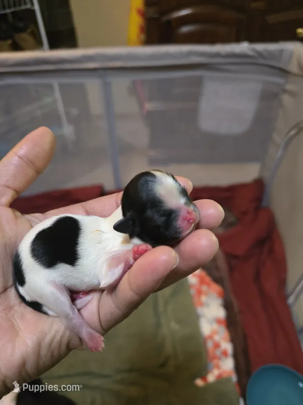 Puppy 5 – Shih Tzu puppy for sale in Shelton, WA