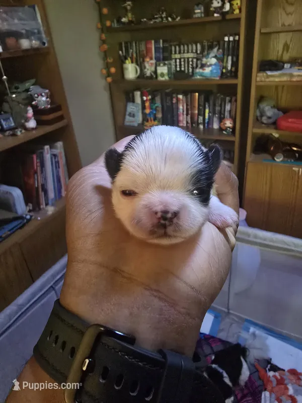 Puppy 2 – Shih Tzu puppy for sale in Shelton, WA
