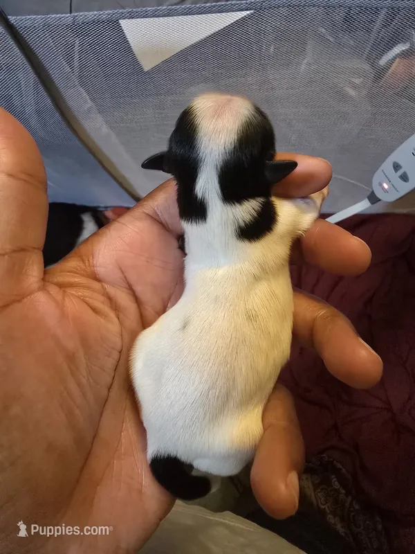 Puppy 3 – Shih Tzu puppy for sale in Shelton, WA