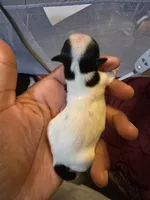 Puppy 3, a male Shih Tzu for sale in Shelton, WA – 1 of 4