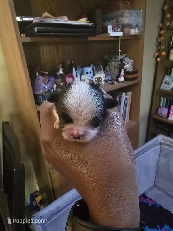 Puppy 3 – Shih Tzu puppy for sale in Shelton, WA