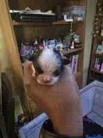 Puppy 3, a male Shih Tzu for sale in Shelton, WA – 1 of 6