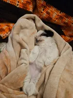 Winnie, a female Shih Tzu for sale in Shelton, WA – Photo 2 of 6