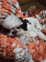 Winnie, a female Shih Tzu for sale in Shelton, WA – Photo 3 of 6