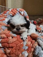 Winnie, a female Shih Tzu for sale in Shelton, WA – Photo 5 of 6