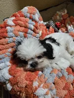 Winnie, a female Shih Tzu for sale in Shelton, WA – Photo 4 of 6