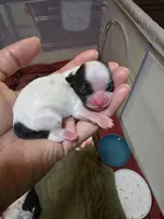 Puppy 3, a male Shih Tzu for sale in Shelton, WA – 3 of 4