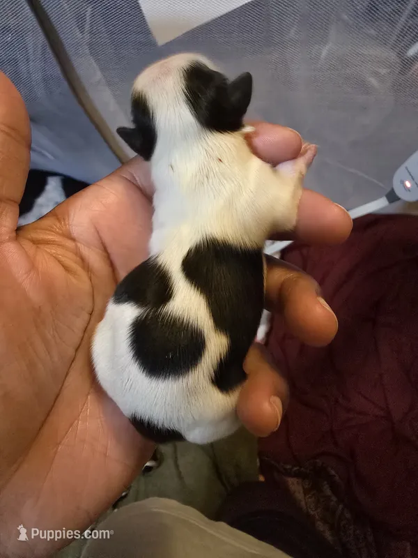 Puppy 2 – Shih Tzu puppy for sale in Shelton, WA