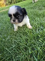 Puppy 1, a female Shih Tzu for sale in Shelton, WA – 4 of 8
