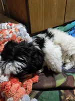 Duckie, a female Shih Tzu for sale in Shelton, WA – Photo 3 of 4