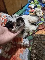 Duckie, a female Shih Tzu for sale in Shelton, WA – Photo 1 of 4