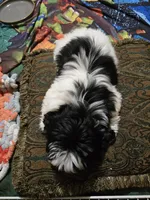 Duckie, a female Shih Tzu for sale in Shelton, WA – Photo 2 of 4