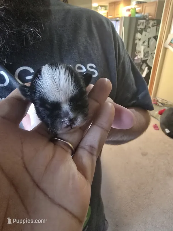 Puppy 1 – Shih Tzu puppy for sale in Shelton, WA