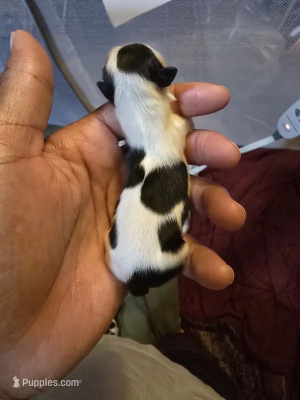 Puppy 4 – Shih Tzu puppy for sale in Shelton, WA
