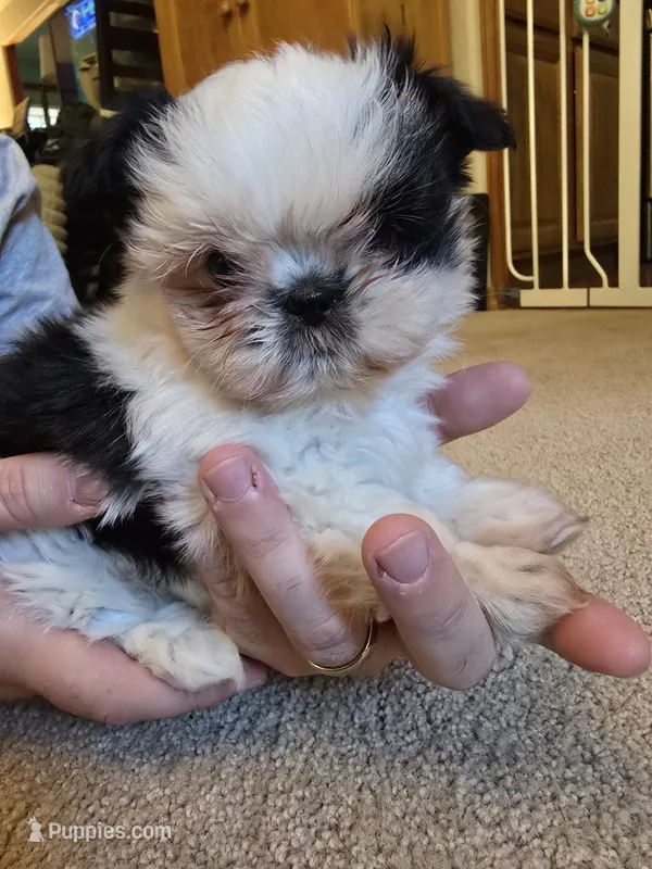 Puppy 2 – Shih Tzu puppy for sale in Shelton, WA