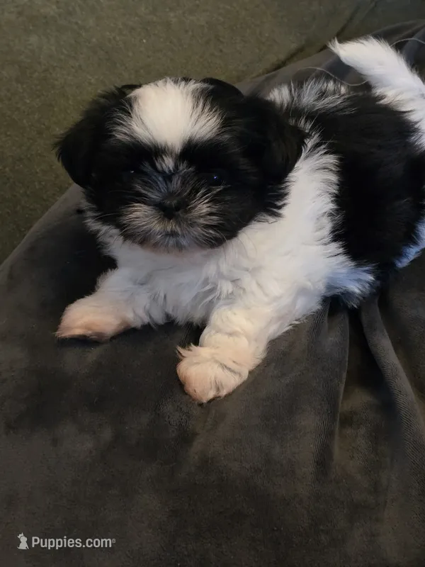 Puppy 1 – Shih Tzu puppy for sale in Shelton, WA