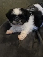 Puppy 1, a female Shih Tzu for sale in Shelton, WA – 1 of 8