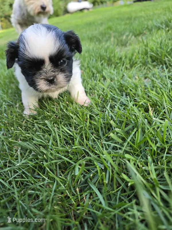 Puppy 1 – Shih Tzu puppy for sale in Shelton, WA