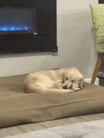 Boone, a male Golden Retriever for sale in Parker, CO – Photo 5 of 5