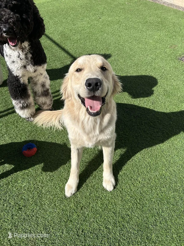 Boone, a male Golden Retriever for sale in Parker, CO – Photo 1 of 5