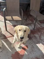 Boone, a male Golden Retriever for sale in Parker, CO – Photo 2 of 5